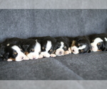 Small Photo #2 Bernese Mountain Dog Puppy For Sale in PIEDMONT, SC, USA
