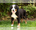 Small #3 Bernese Mountain Dog