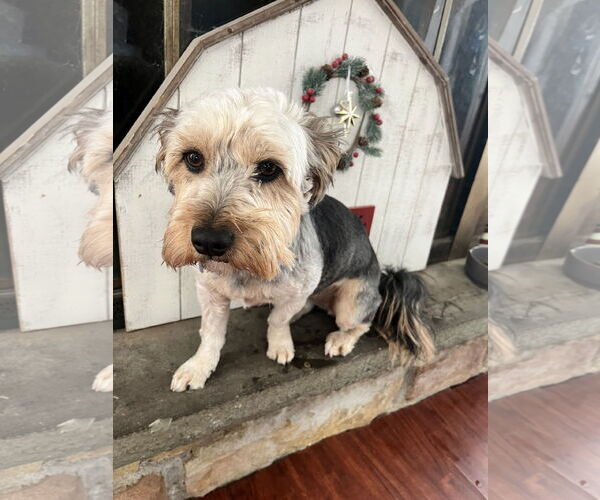 Medium Photo #6 Mutt Puppy For Sale in Allentown,, PA, USA