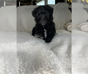 Aussie-Poo Puppy for sale in ANNISTON, AL, USA