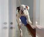 Small #9 English Bulldog