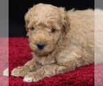 Small Photo #2 Goldendoodle-Poodle (Miniature) Mix Puppy For Sale in STANLEY, WI, USA