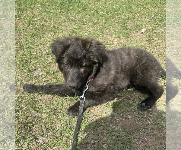 Medium Photo #7 Great Pyrenees-Unknown Mix Puppy For Sale in Brooklyn Center, MN, USA