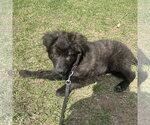 Small #6 Great Pyrenees Mix