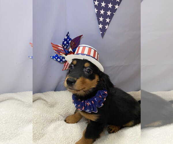Medium Photo #2 Dachshund-Unknown Mix Puppy For Sale in Hillsboro, MO, USA