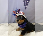 Small #1 Dachshund Mix