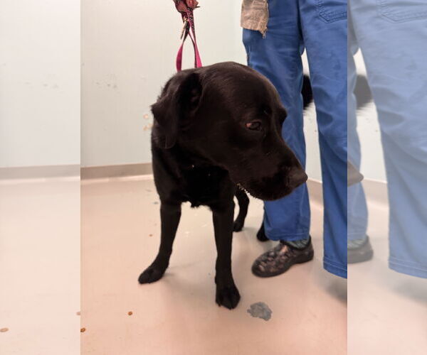Medium Photo #3 Labrador Retriever Puppy For Sale in Chico, CA, USA
