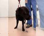 Small #2 Labrador Retriever