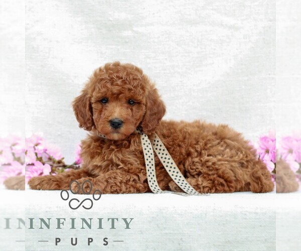 Medium Photo #4 Irish Doodle (Miniature) Puppy For Sale in NEWMANSTOWN, PA, USA