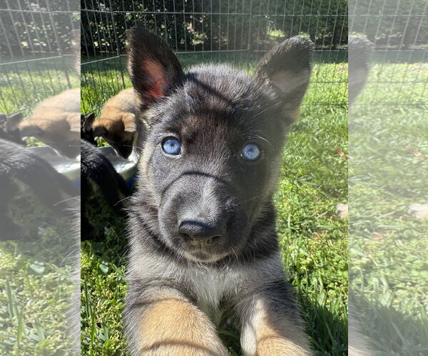 Medium Photo #2 Siberian Husky-Unknown Mix Puppy For Sale in Holly Springs, NC, USA