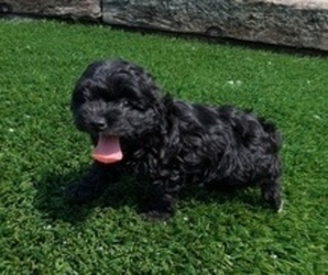 Cockapoo-Poodle (Toy) Mix Puppy for sale in GOSHEN, IN, USA