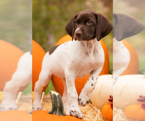 German Shorthaired Pointer Puppy for sale in AURORA, CO, USA