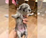 Small Photo #1 Maltipoo (Toy) Puppy For Sale in CARLSBAD, CA, USA