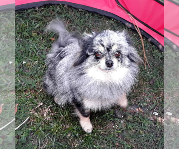 Medium Photo #1 Pomeranian Puppy For Sale in WEST PALM BEACH, FL, USA