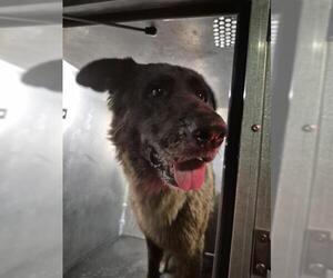 Australian Shepherd-Unknown Mix Dogs for adoption in San Antonio, TX, USA