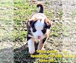 Small Photo #60 Border Collie Puppy For Sale in BYBEE, TN, USA
