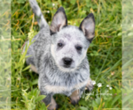 Small Photo #1 Australian Cattle Dog Puppy For Sale in LEAVENWORTH, IN, USA