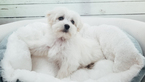 Small Photo #1 Maltese Puppy For Sale in LA MIRADA, CA, USA
