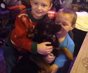 German Shepherd Dog-Pomeranian Mix Puppy for sale in GALVA, IL, USA