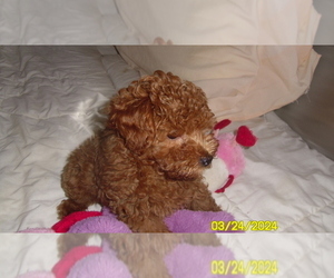 Golden Retriever Puppy for sale in DULUTH, GA, USA