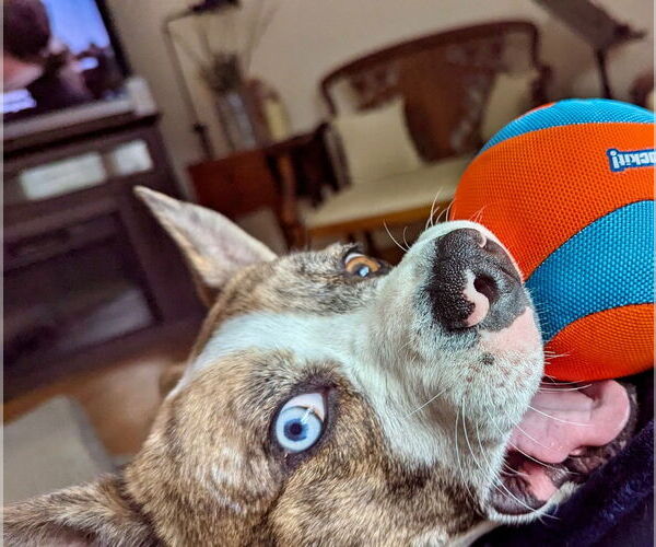 Medium Photo #19 Catahoula Leopard Dog-Unknown Mix Puppy For Sale in Canton, CT, USA