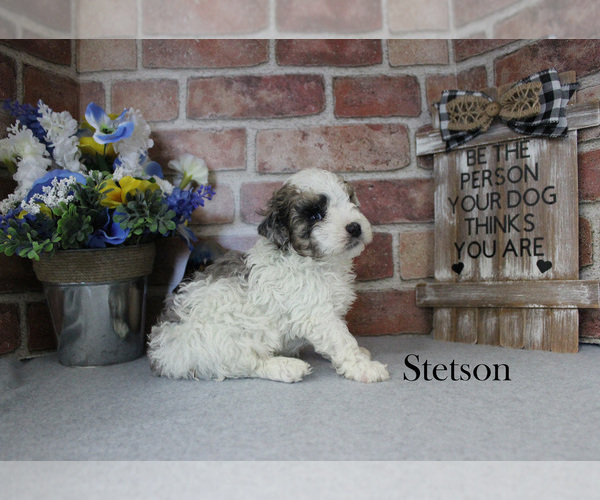 Medium Photo #6 Poodle (Miniature) Puppy For Sale in CHANUTE, KS, USA
