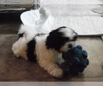 Small Photo #1 Shih Tzu Puppy For Sale in KANSAS CITY, MO, USA