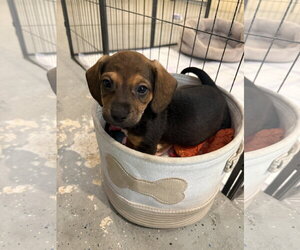 Trick or Treat - Male Dachshund-Unknown Mix Dog for Adoption - Photo #2