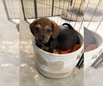 Small Photo #2 Dachshund-Unknown Mix Puppy For Sale in The Woodlands, TX, USA