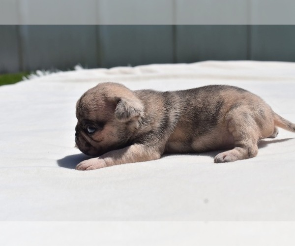 Medium Photo #2 Pug Puppy For Sale in PALM COAST, FL, USA