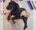 Small #2 German Shepherd Dog Mix