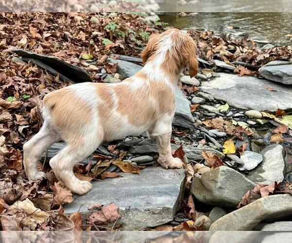 Medium Photo #4 Brittany Puppy For Sale in BERKSHIRE, NY, USA