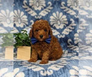 Poodle (Miniature) Puppy for Sale in LEOLA, Pennsylvania USA