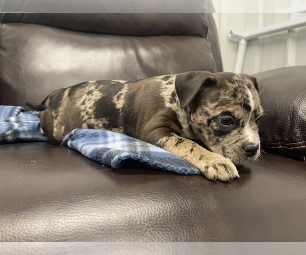 Medium Photo #31 American Bully Puppy For Sale in REESEVILLE, WI, USA