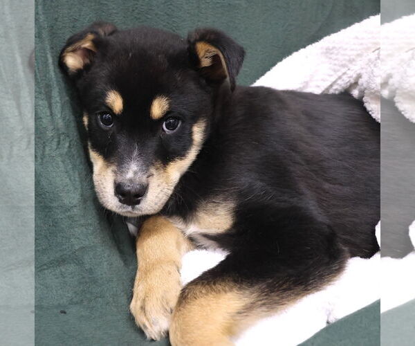 Medium Photo #11 Shepradors Puppy For Sale in Princeton, MN, USA