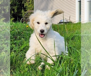 Goldendoodle (Miniature) Puppy for sale in MOUNT VERNON, WA, USA