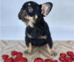 Small Photo #12 French Bulldog Puppy For Sale in CYPRESS, TX, USA