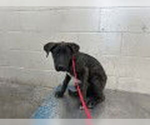 Labrador Retriever-Unknown Mix Dogs for adoption in San Bernardino, CA, USA
