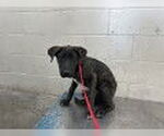 Small Labrador Retriever Mix