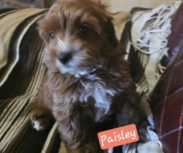 Medium Photo #3 Cavachon-Poodle (Toy) Mix Puppy For Sale in CHINO VALLEY, AZ, USA