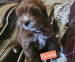 Small #2 Cavachon-Poodle (Toy) Mix