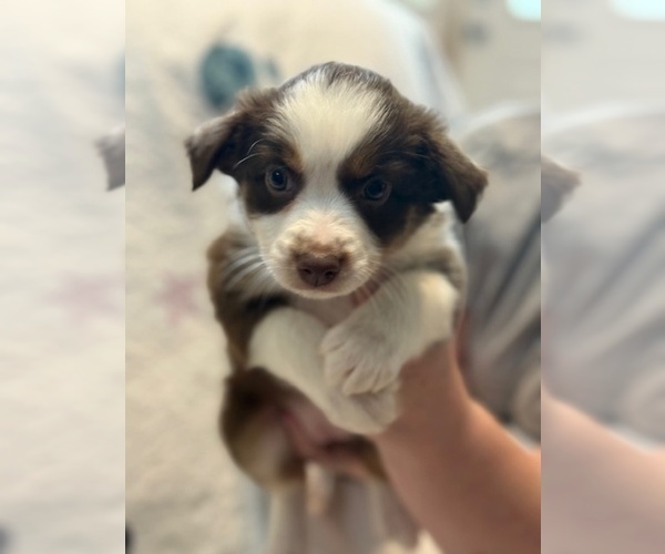 Medium Photo #4 Australian Shepherd Puppy For Sale in WEBSTER, FL, USA