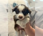 Small #3 Australian Shepherd