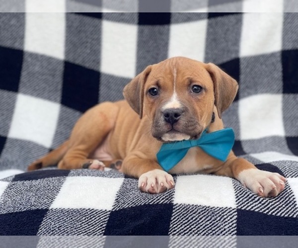 Medium Photo #7 American Staffordshire Terrier Puppy For Sale in LAKELAND, FL, USA