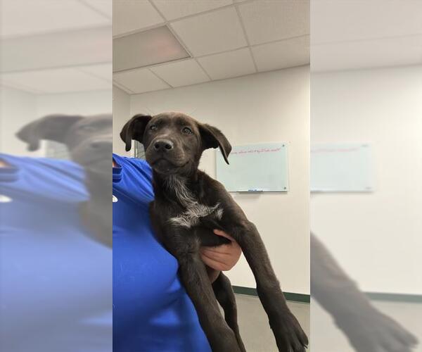 Medium Photo #1 Labrador Retriever-Unknown Mix Puppy For Sale in Corpus Christi, TX, USA