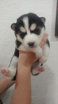 Medium Photo #1 Siberian Husky Puppy For Sale in ORLANDO, FL, USA