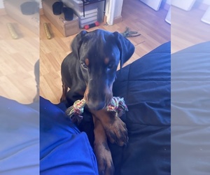 Doberman Pinscher Puppy for sale in MIAMI, FL, USA
