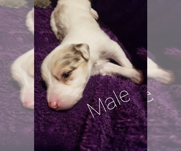 Medium Photo #2 Border Collie Puppy For Sale in CHINO VALLEY, AZ, USA