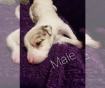 Small Photo #2 Border Collie Puppy For Sale in CHINO VALLEY, AZ, USA