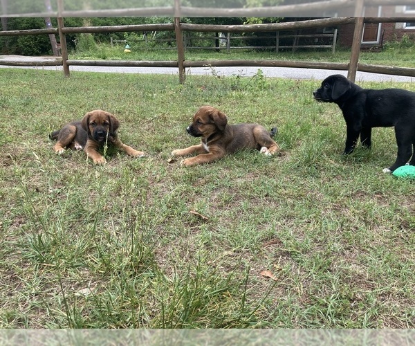Medium Photo #1 Bernese Mountain Dog-Cane Corso Mix Puppy For Sale in NORFOLK, VA, USA